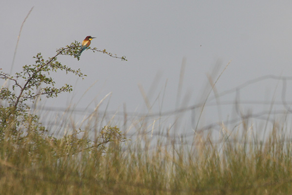 Bienenfresser auf Strauch - WILD(es) Bundesland Burgenland