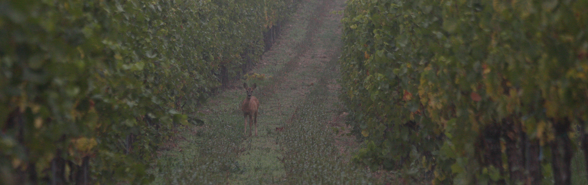 Reh im Feld - WILD(es) Bundesland Burgenland, WILD ÖSTERREICH informiert