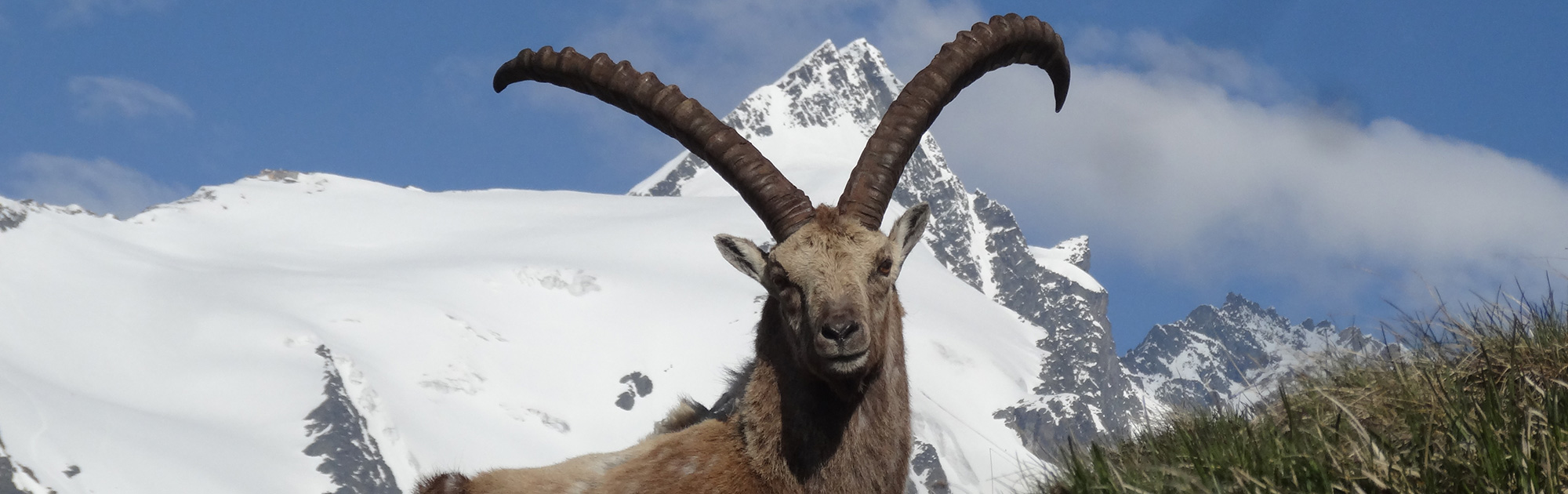 Steinbock - WILD(es) Kärnten - WILD ÖSTERREICH informiert