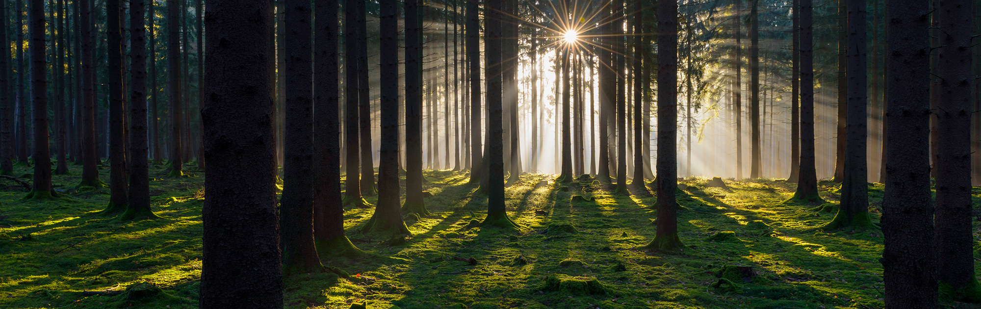 Symbolbild Wald und Sonnenstrahlen - WILD(es) Bundesland Niederösterreich - WILD ÖSTERREICH informiert