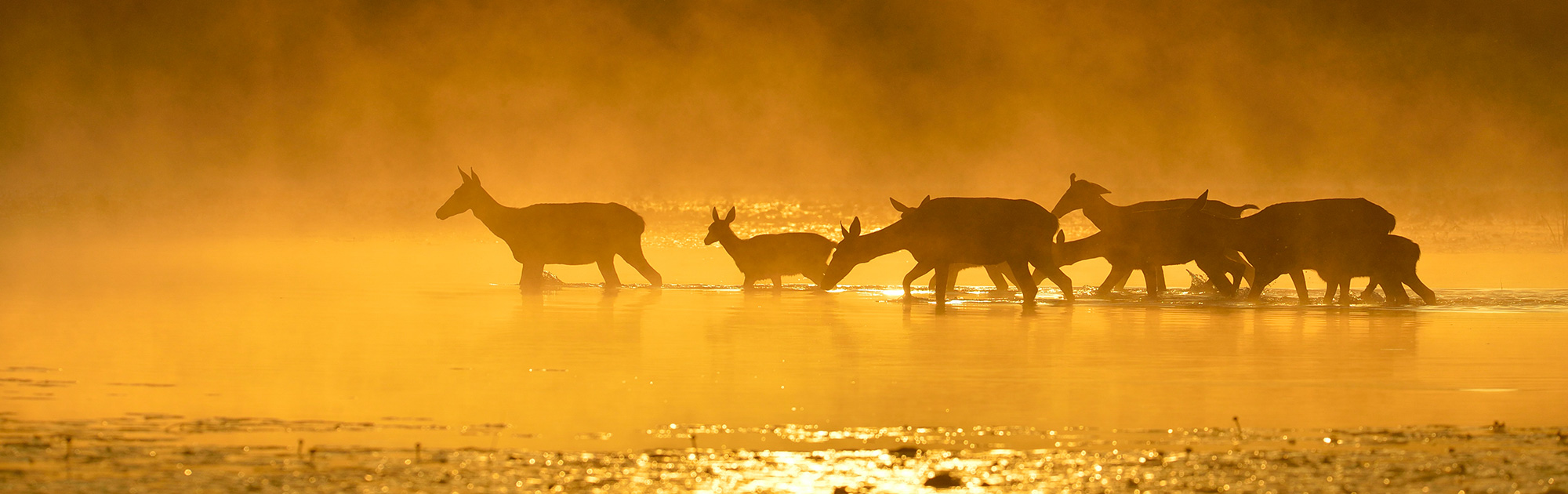Rehe im Wasser, Abenddämmerung - WILD(es) Bundesland Niederösterreich - WILD ÖSTERREICH informiert