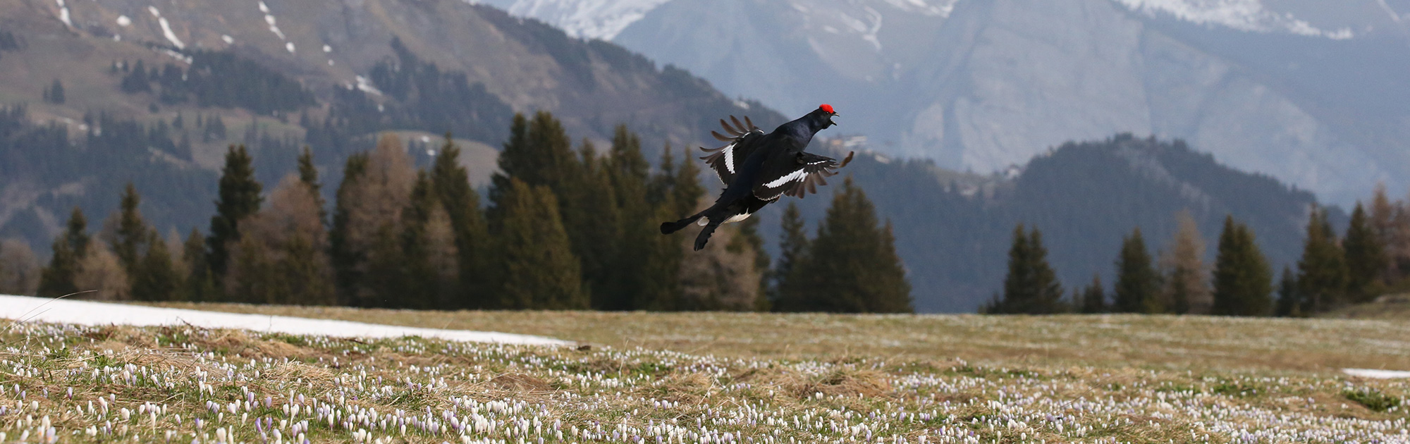 Birkwild im Landeanflug - WILDes Bundesland Tirol: WILD ÖSTERREICH informiert