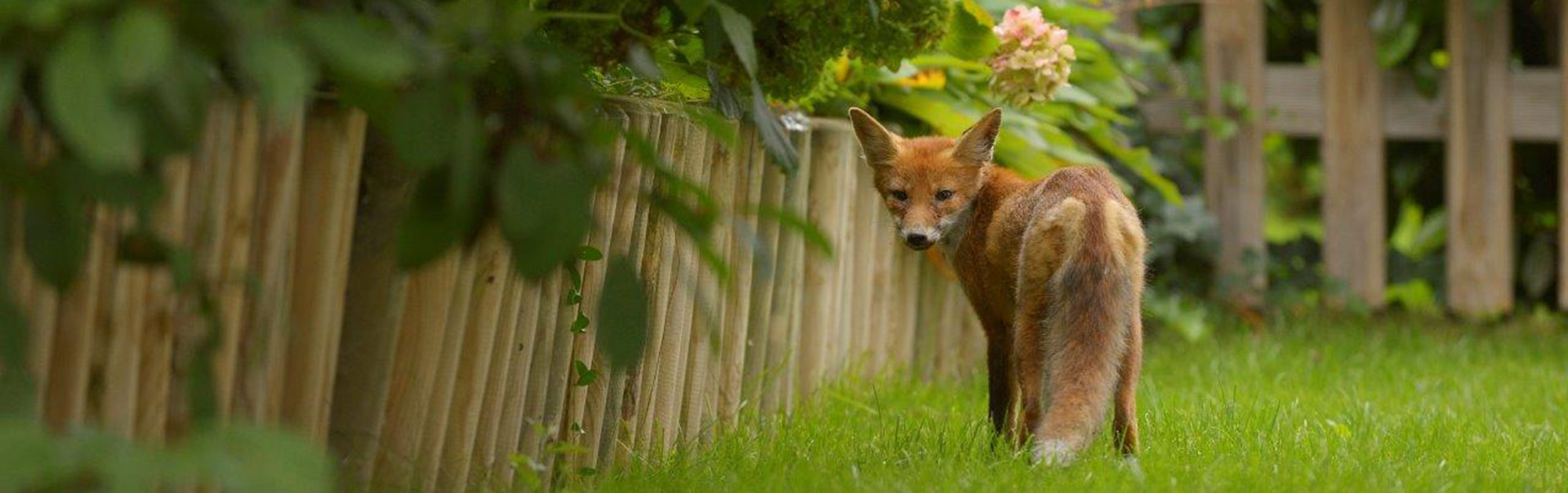 Symbolbild: WILDes Wien, Fuchs im Garten WILD ÖSTERREICH