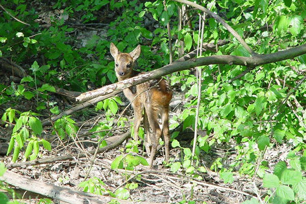 Reh im Wald - WILDes Bundesland WIEN informiert über Wildtier-Hotline