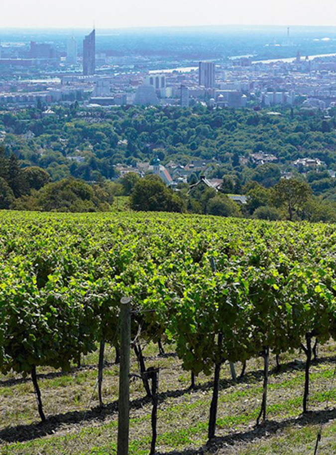 Wildes Wien: Weingarten mit Blick auf die Stadt