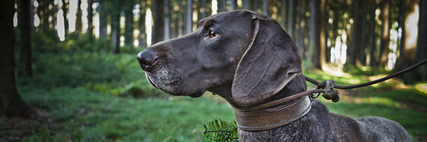 Jagdhunde - LJV Oberösterreich