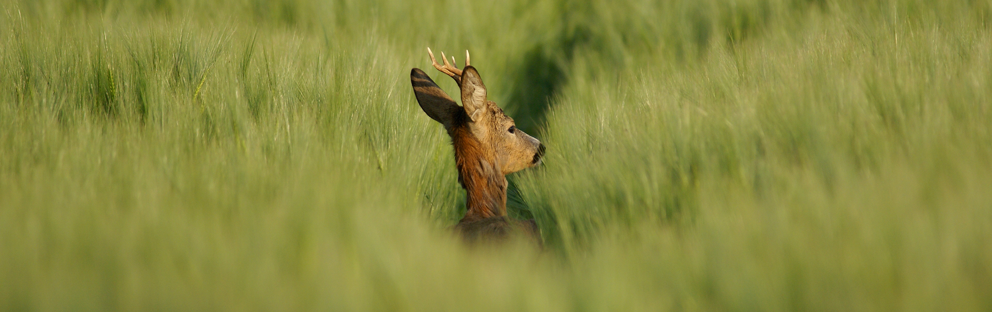 Reh in der Wiese: WILD ÖSTERREICH, Wildes Bundesland OÖ
