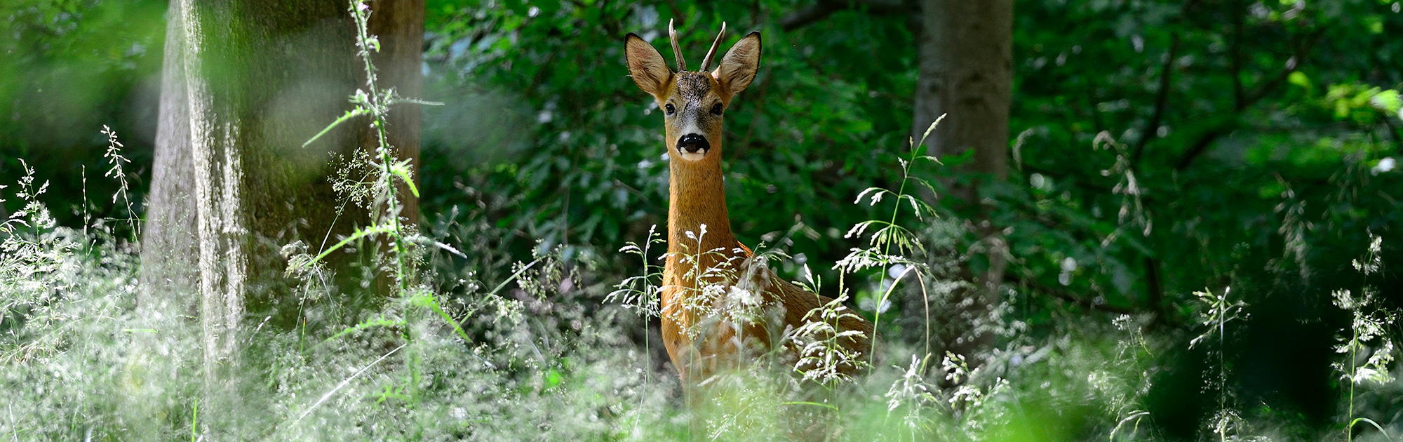 Reh auf Waldlichtung - WILD ÖSTERREICH, Wildes Bundesland Steiermark