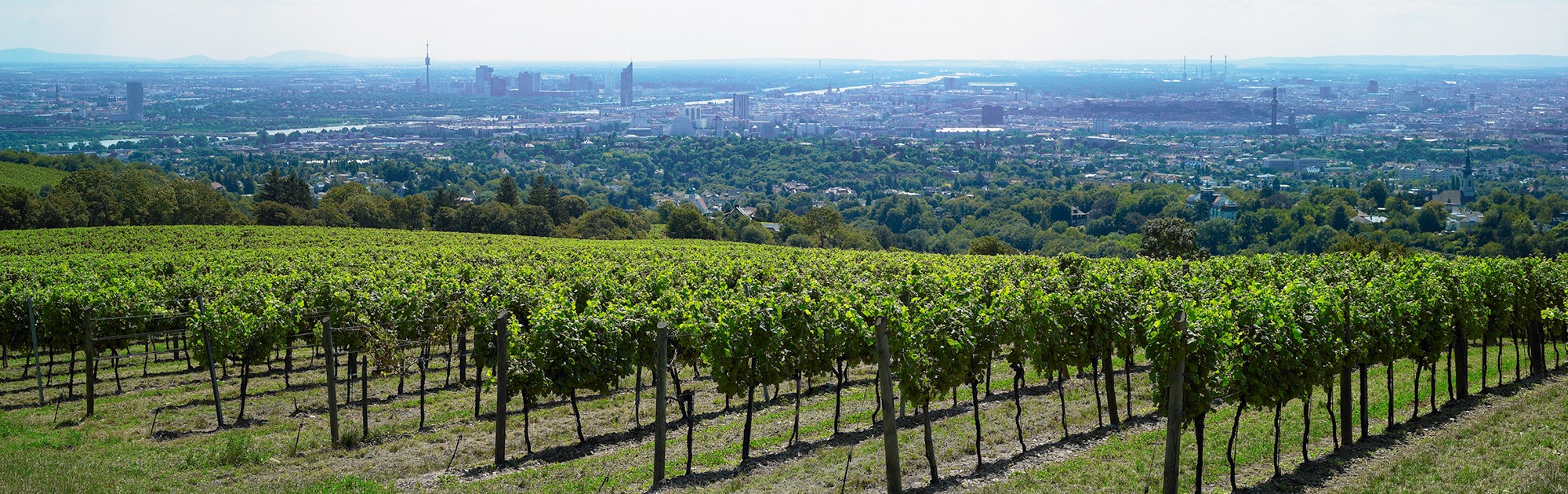 Weingarten mit Blick auf Wien - WILD ÖSTERREICH, Wildes Bundesland Wien