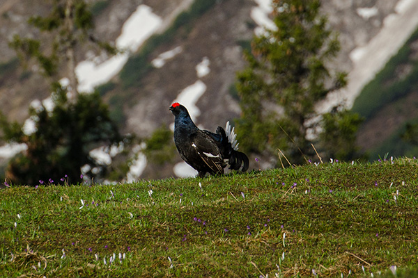Heimische Wildtiere & Wildbret in Vorarlberg: Wild Österreich informiert