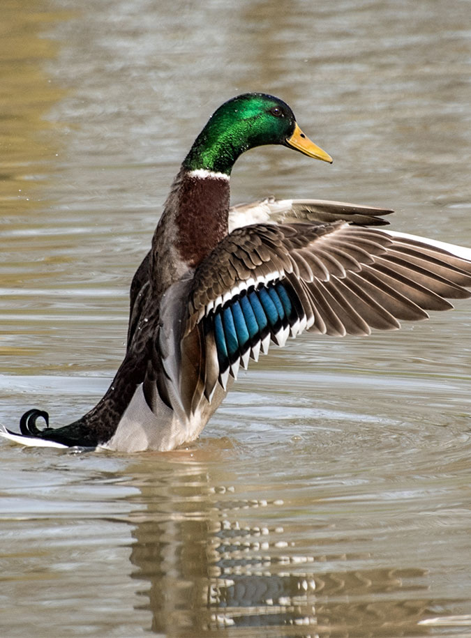 Wildente & Wildbret im Burgenland