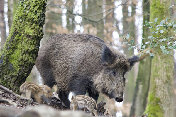 Wildschwein Bache, WILD ÖSTERREICH