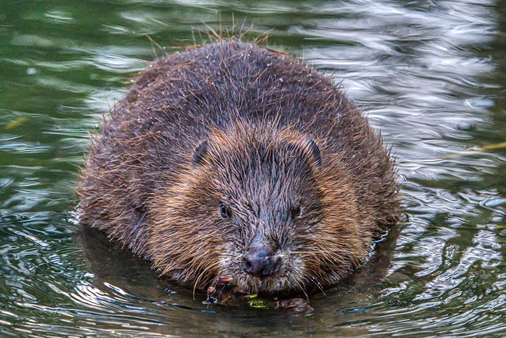 Biber im Wasser - soll er in der Wildküche verwertet werden? Ein Gespräch mit Haubenkoch Max Stiegl