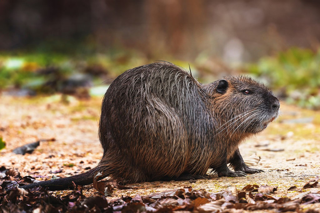 Nutria - wie es in der Wildküche verwertet wird: WILD OESTERREICH informiert