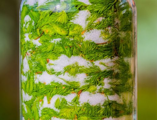 Maiwipferl – aromatischer Frühlingsschatz aus dem Wald